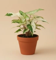 Syngonium Albo Variegata